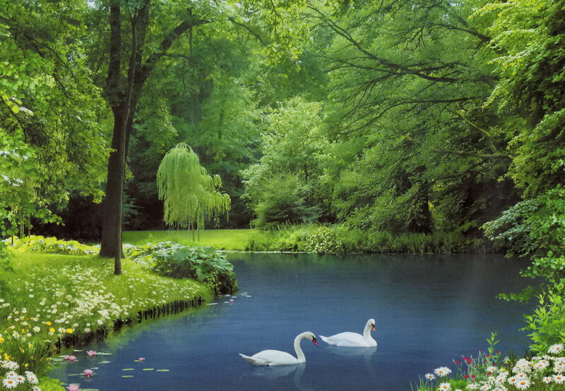 Two Swans on a Pond — Green, Serene, Afternoon, Photograph, Trees, Flowers