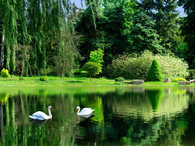Two Swans on a Pond — Green, Serene, Afternoon, Photograph, Trees, Grass