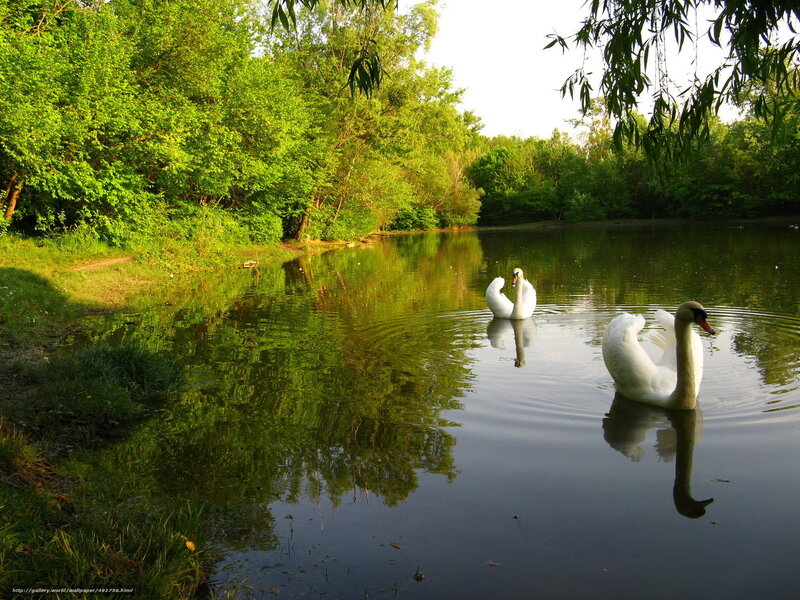 Two Swans on a Pond — Green, Serene, Afternoon, Photograph, Trees, River