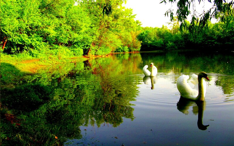 Two Swans on a Pond — Green, Serene, Afternoon, Photograph, Trees