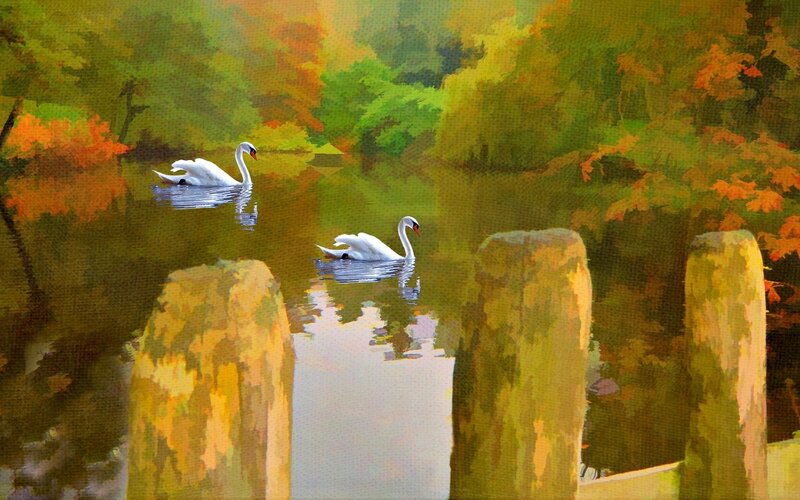 Two Swans on a Pond — Green, Serene, Autumn, Painting, Trees