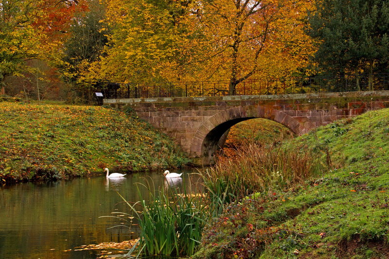 Two Swans on a Pond — Green, Serene, Autumn