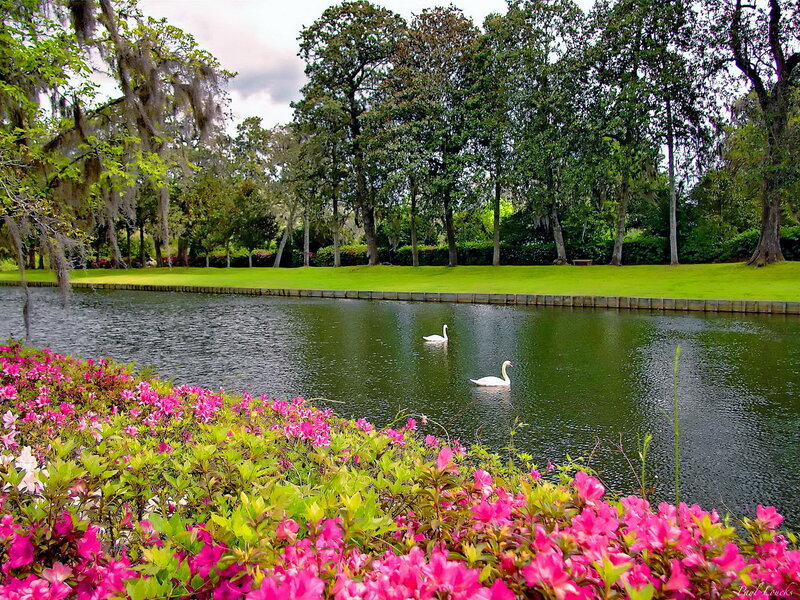 Two Swans on a Pond — Pink