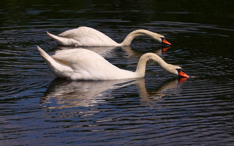 Two swans on a pond