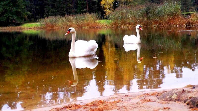 Two Swans on a Pond — White, Serene, Autumn