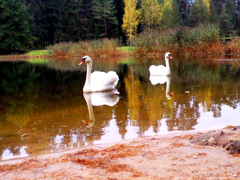 Two Swans on a Pond — White