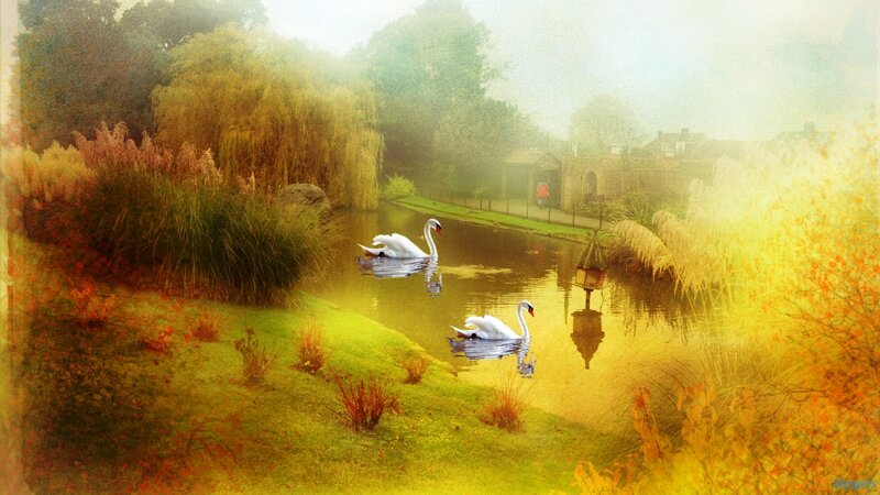 Two Swans on a Pond — Yellow, Serene, Morning