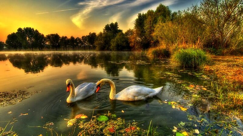 Two Swans on a Pond — Yellow, Serene, Sunset