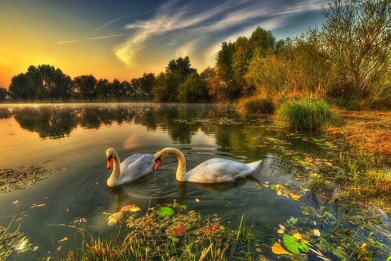 Two Swans on a Pond — Yellow, Serene
