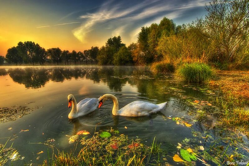 Two Swans on a Pond — Yellow