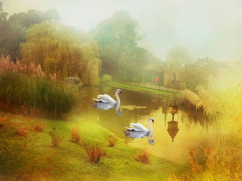 Two Swans on a River — Green, Serene
