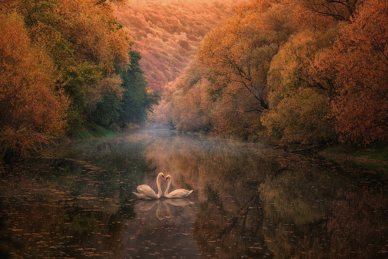 Two Swans on a River — Orange, Serene, Autumn
