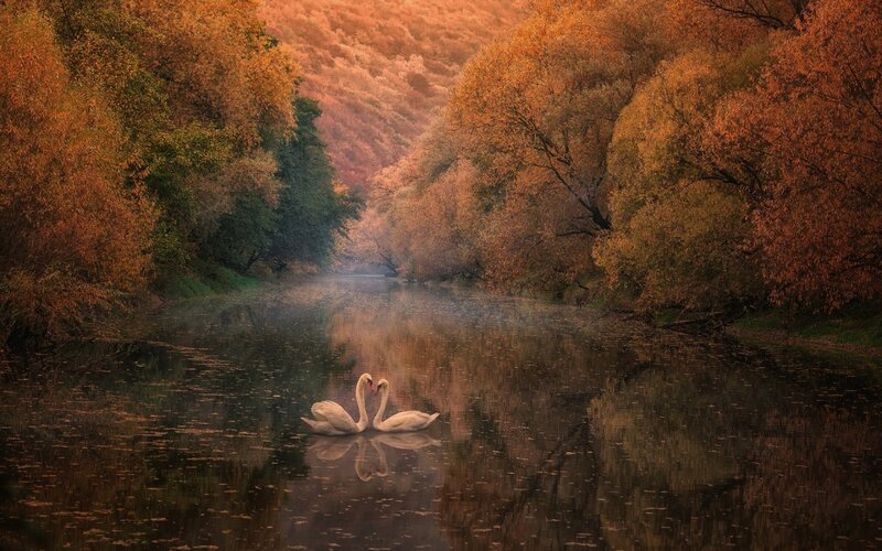 Two Swans on a River — Orange, Serene