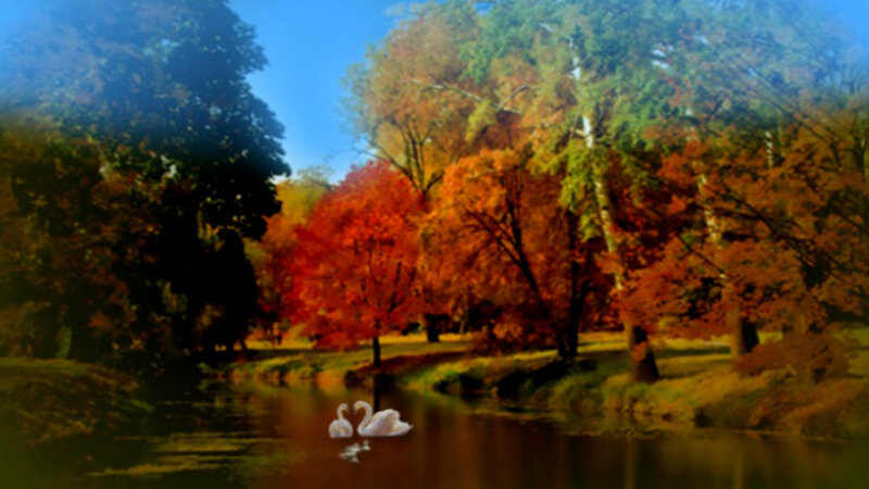 Two Swans on a River — Orange