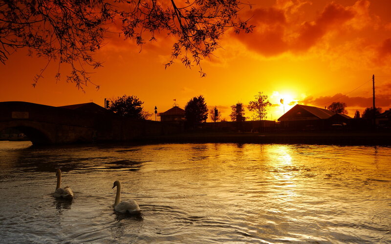 Two Swans on a River