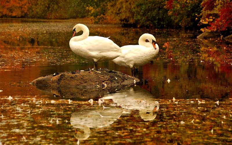 Two Swans on a Rock