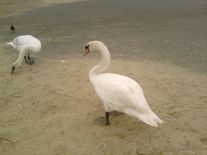 Two swans on a sandy shore