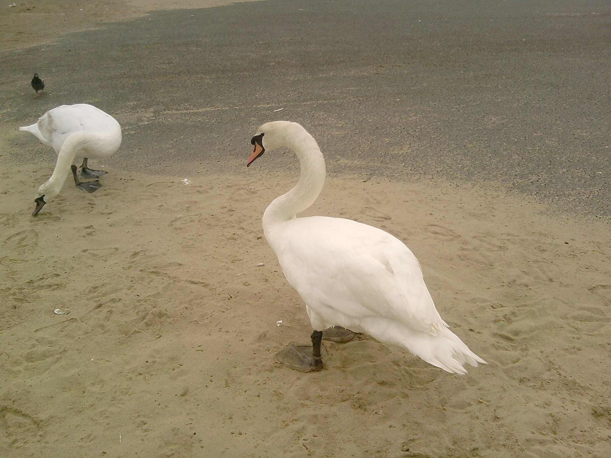 Two swans on a sandy shore