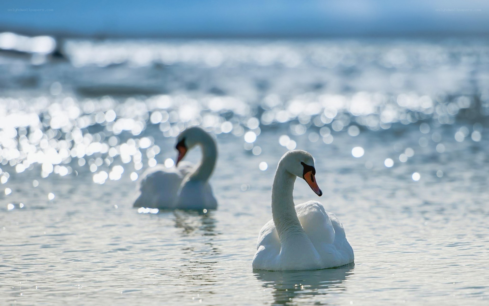 Two swans on a sparkling lake