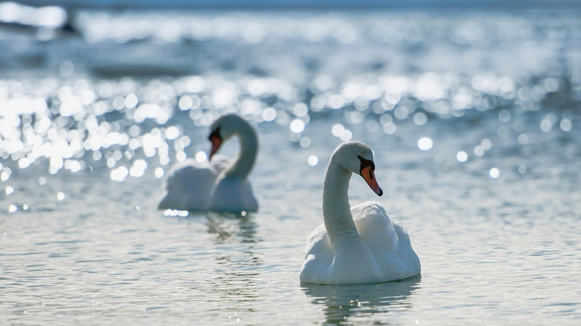 Two swans on a sparkling lake