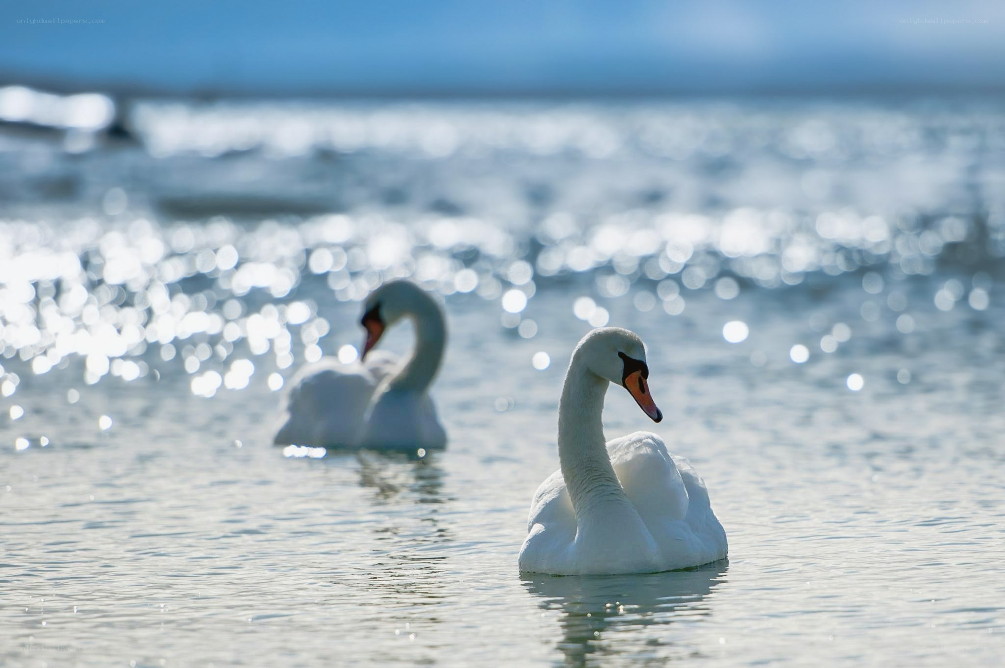 Two swans on a sparkling lake