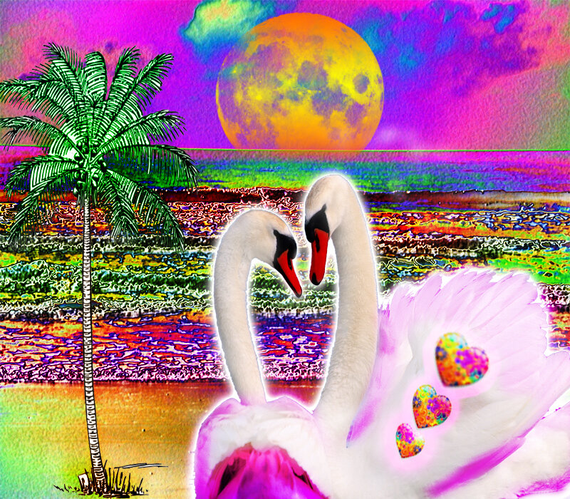 Two Swans on Beach