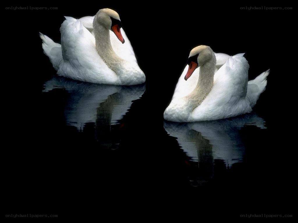 Two swans on dark water