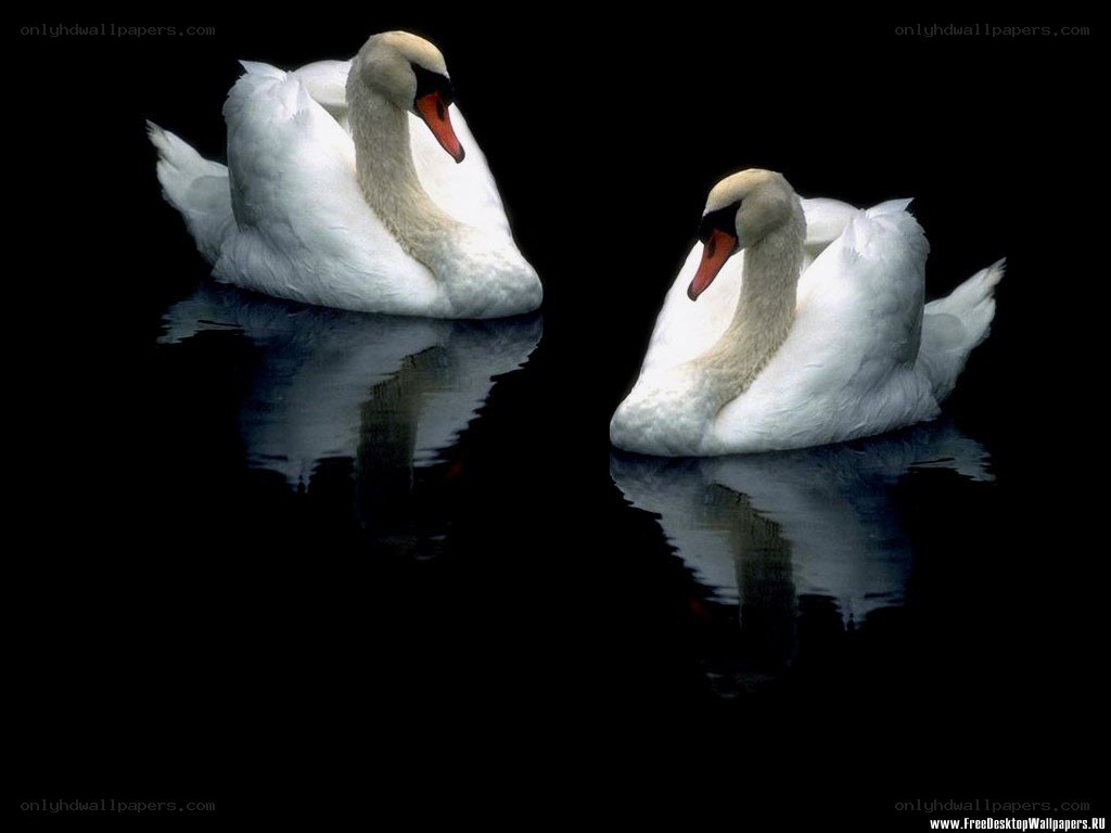 Two swans on dark water