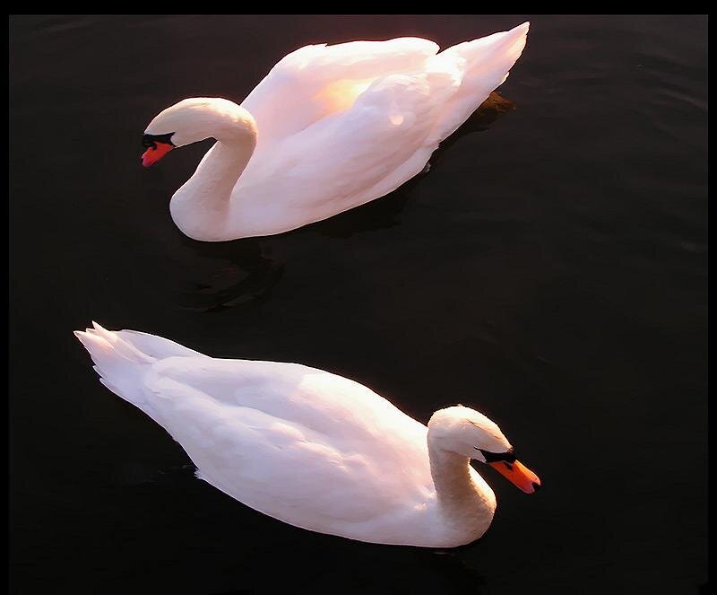 Two swans on dark water