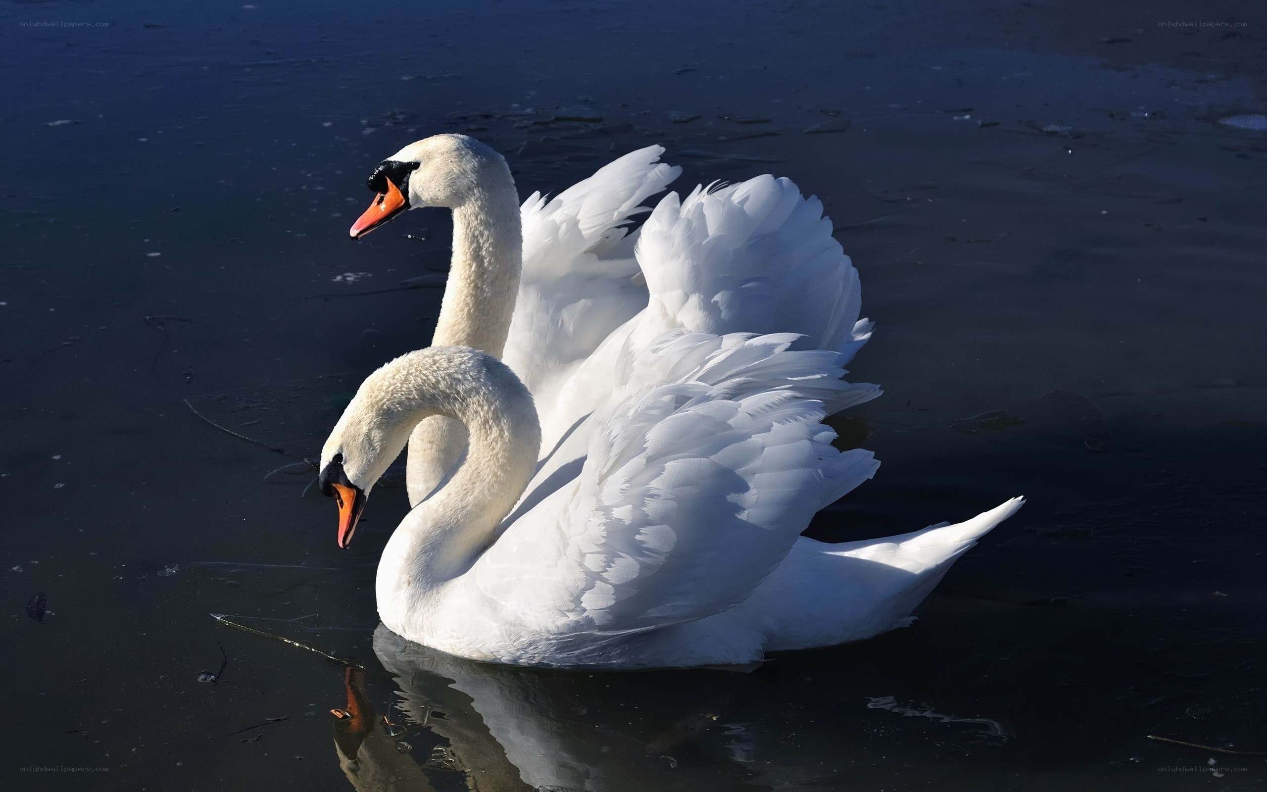 Two swans on dark water