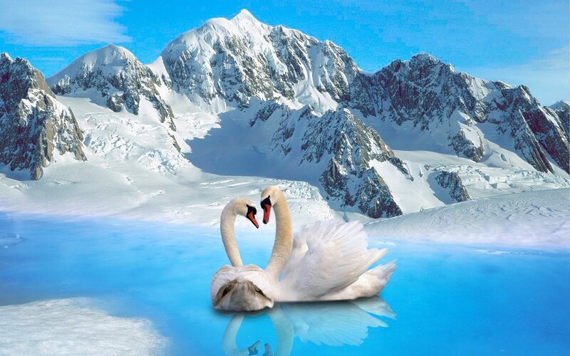 Two Swans on Ice — Blue