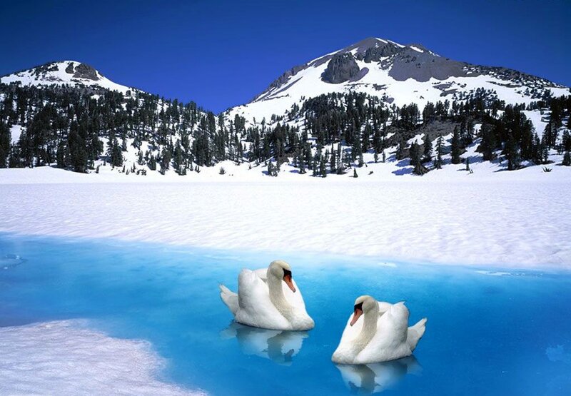 Two Swans on Ice