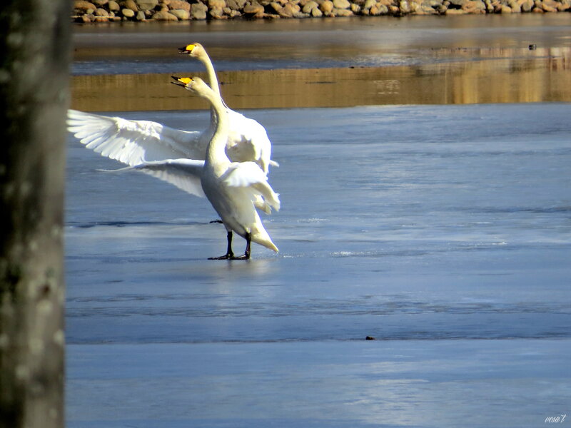 Two Swans on Ice — White, Calm