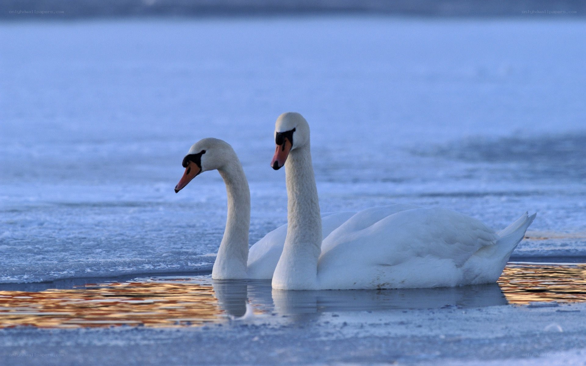 Two swans on icy water