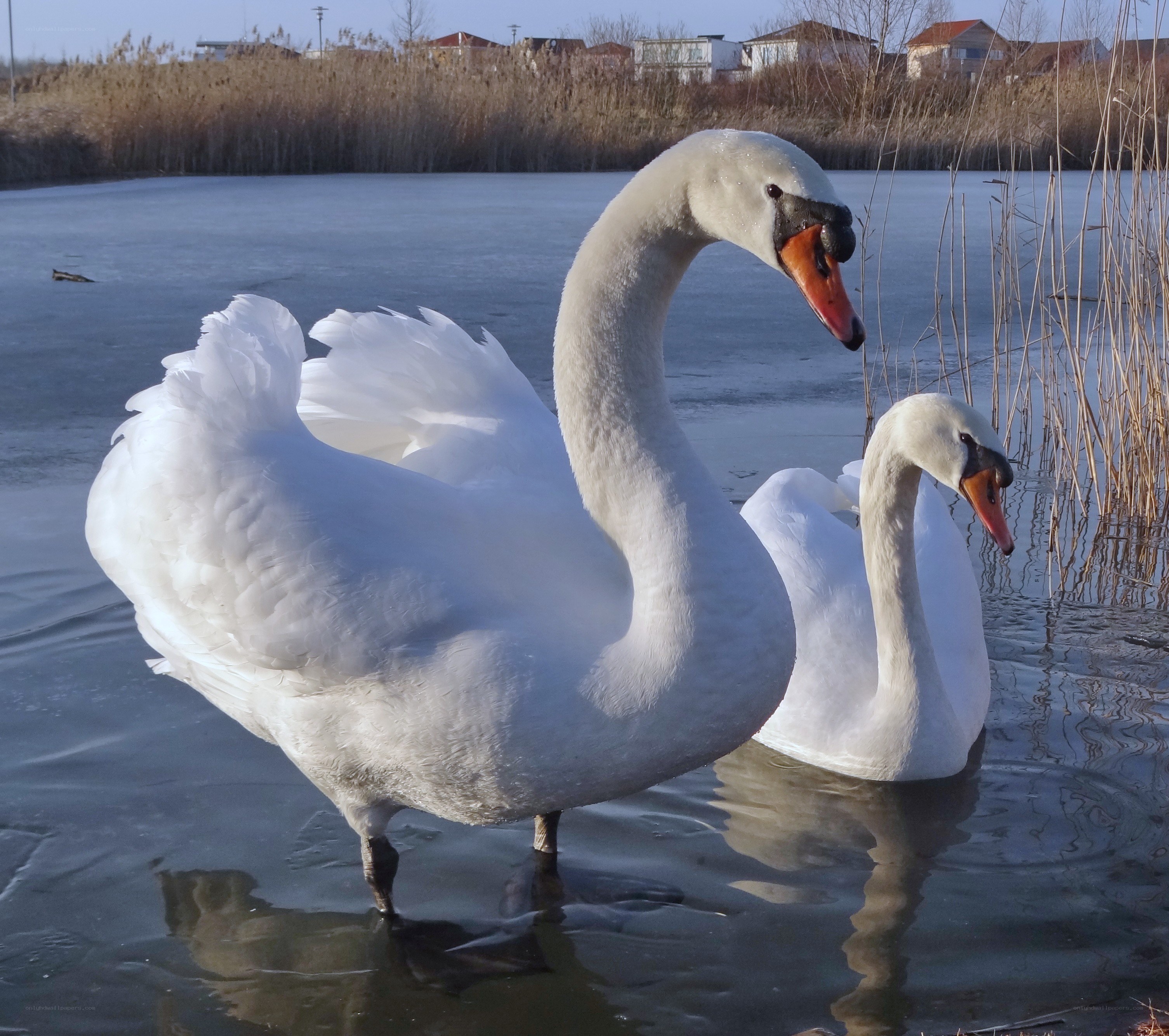 Two swans on icy water
