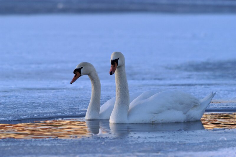 Two swans on icy water