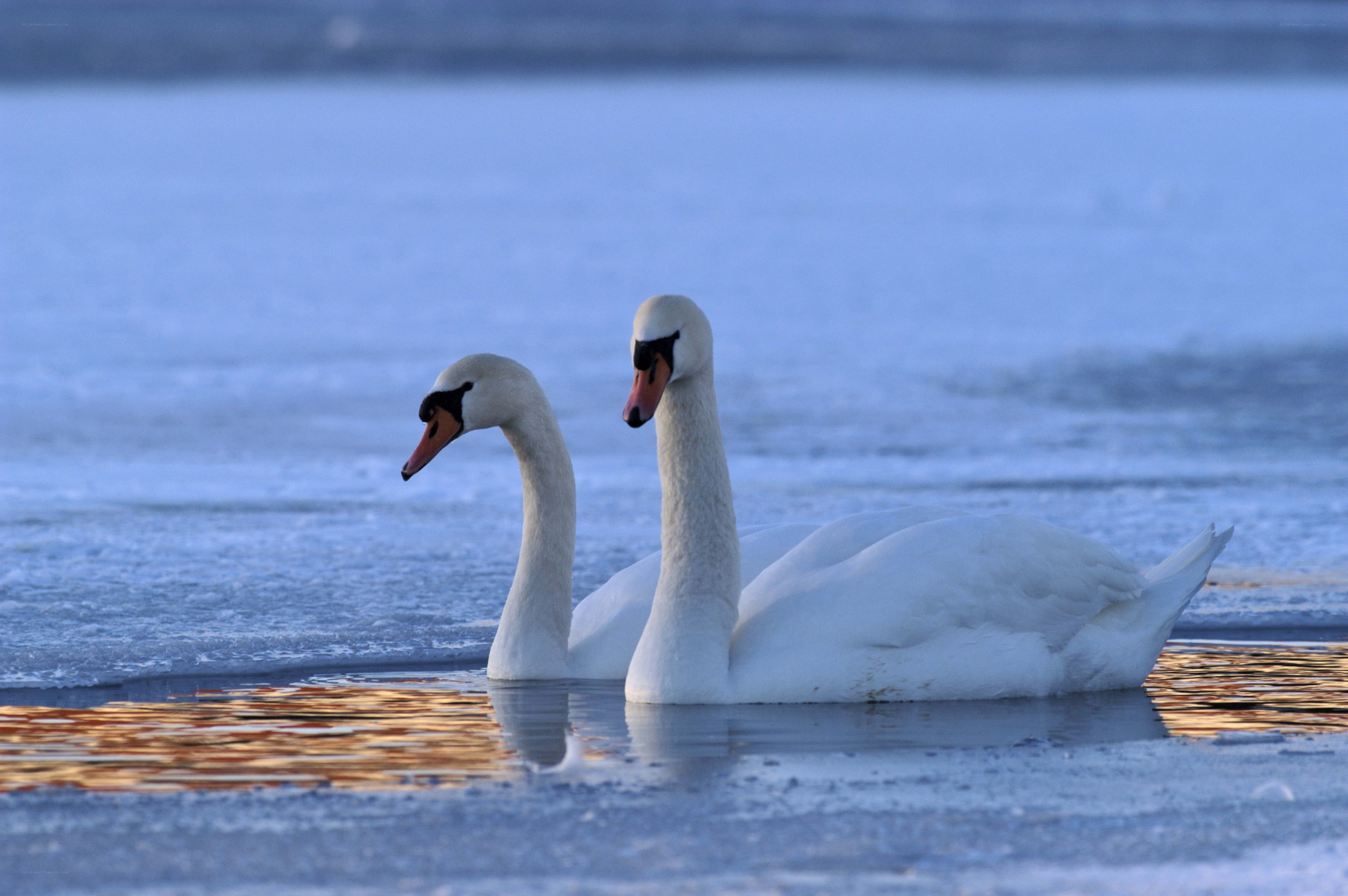 Two swans on icy water