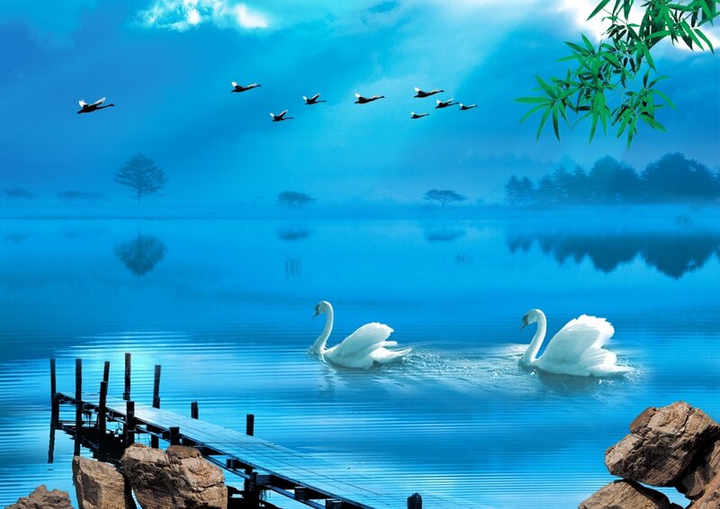 Two Swans on Lake — Blue, Serene, Morning