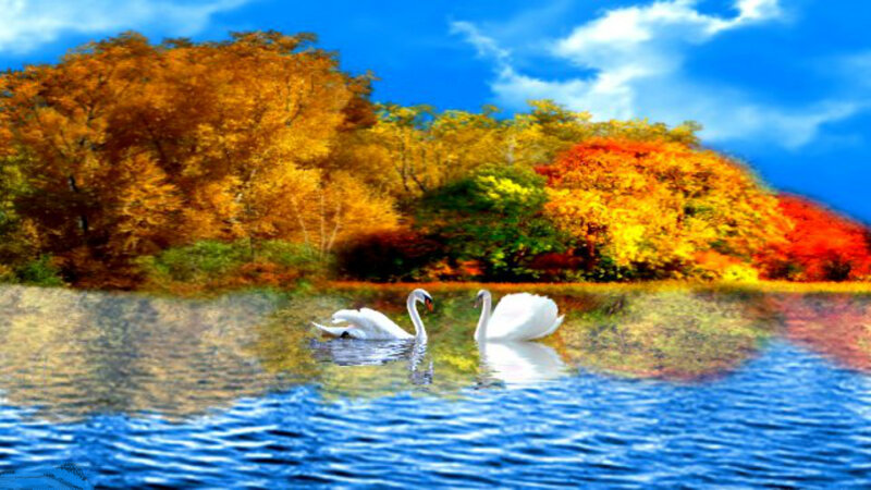 Two Swans on Lake — Blue, Serene
