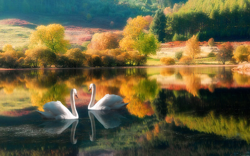 Two Swans on Lake — Green, Serene