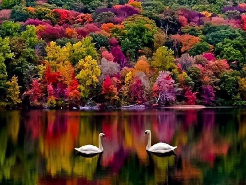 Two Swans on Lake — Green