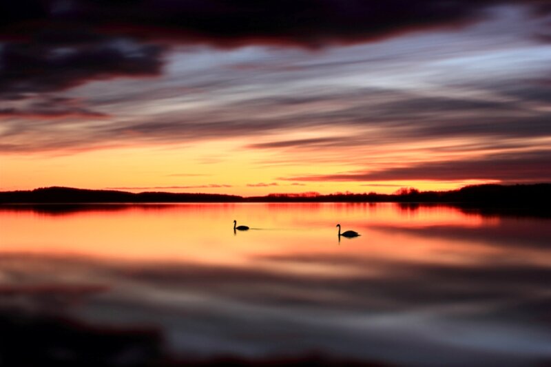 Two Swans on Lake — Orange