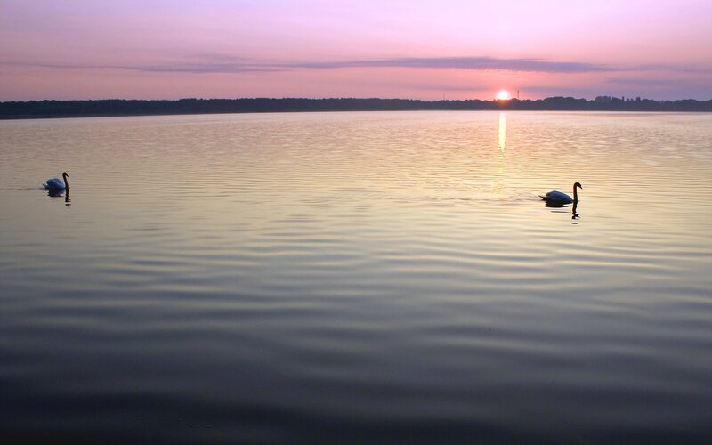 Two Swans on Lake — Purple