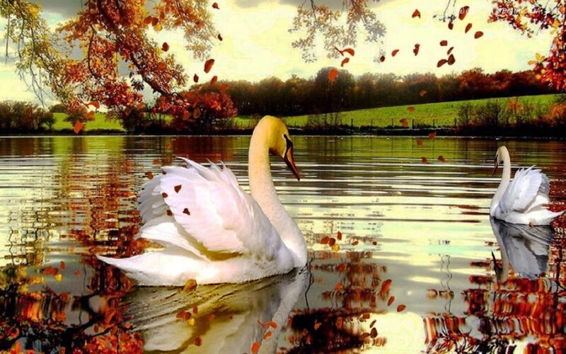 Two Swans on Lake — White