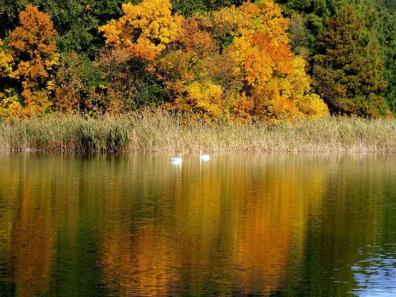 Two Swans on Lake — Yellow, Serene