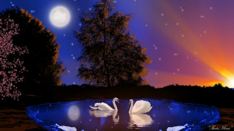 Two Swans on Pond — Blue