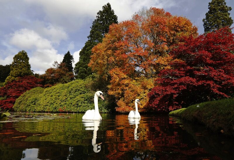 Two Swans on Pond — Red