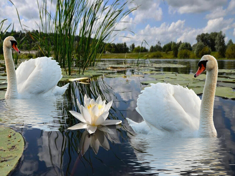 Two Swans on Pond