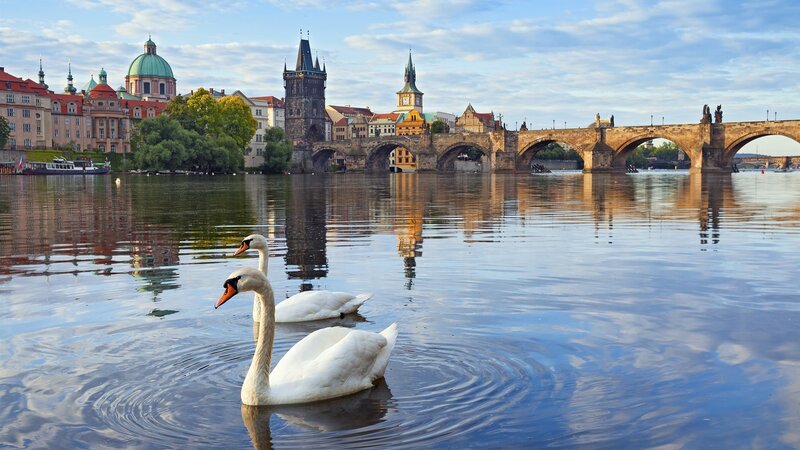 Two Swans on River — Blue
