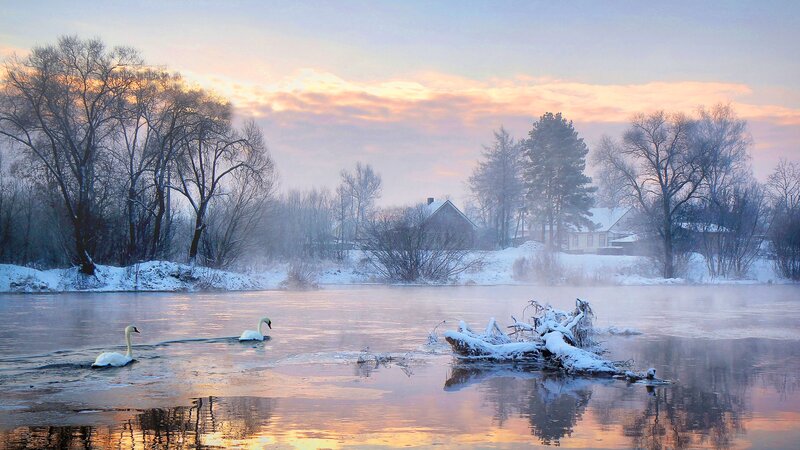 Two Swans on River